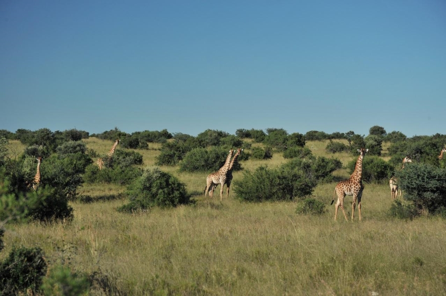 Commercial Property for Sale in Douglas Rural Northern Cape